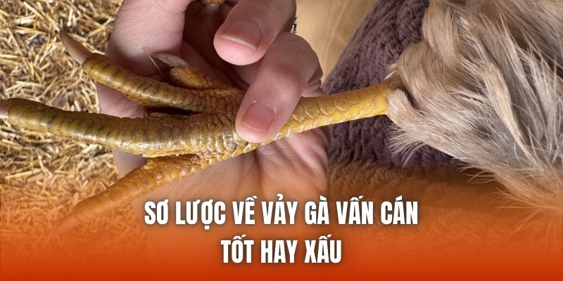 Sơ lược về vảy gà vấn cán tốt hay xấu