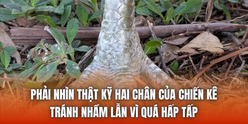 Phải nhìn thật kỹ hai chân của chiến kê, tránh nhầm lẫn vì quá hấp tấp