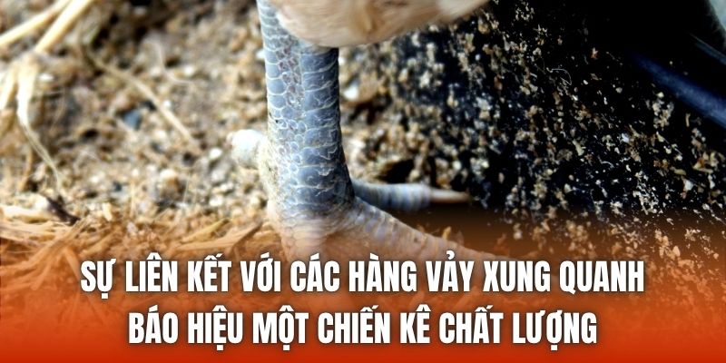 Sự liên kết với các hàng vảy xung quanh báo hiệu một chiến kê chất lượng