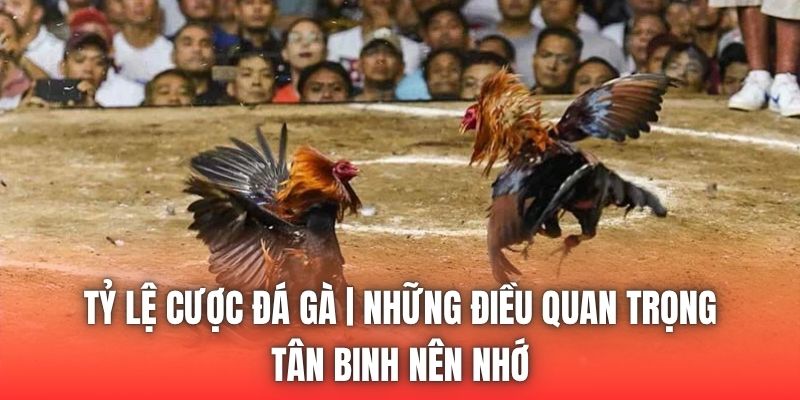 Tỷ Lệ Cược Đá Gà | Những Điều Quan Trọng Tân Binh Nên Nhớ