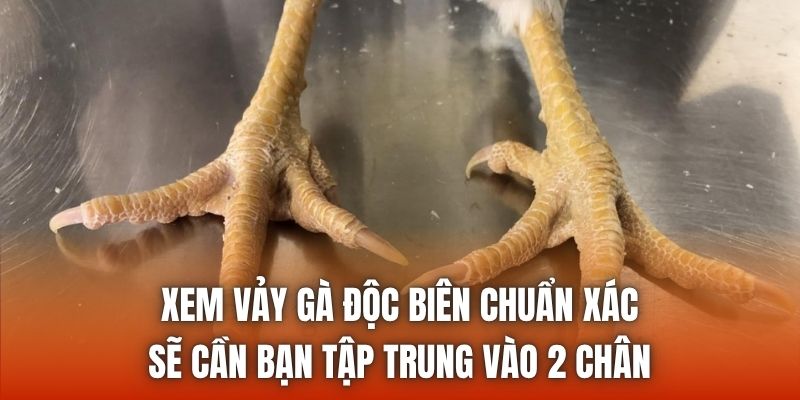 Xem vảy gà độc biên chuẩn xác sẽ cần bạn tập trung vào 2 chân