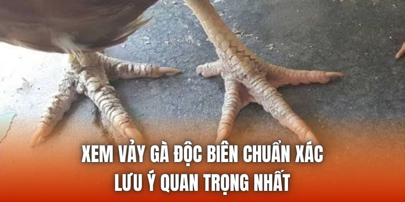 Xem Vảy Gà Độc Biên Chuẩn Xác | Lưu Ý Quan Trọng Nhất