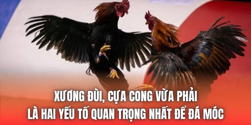 Xương đùi, cựa cong vừa phải là hai yếu tố quan trọng nhất để đá móc
